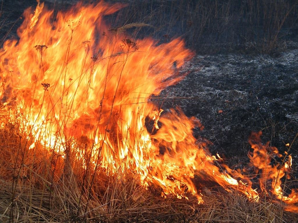 С установлением жаркой и сухой погоды, на территории области увеличилось количество неконтролируемых палов сухой травянистой растительности и мусора, создавая реальную угрозу распространения горения на населенные пункты, садоводческие некоммерческие товар.